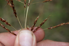 Sorghum leiocladum