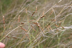 Sorghum leiocladum