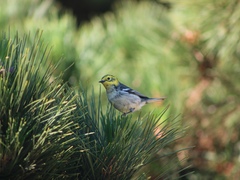 Setophaga townsendi × occidentalis