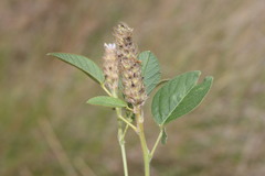 Uraria lagopodioides