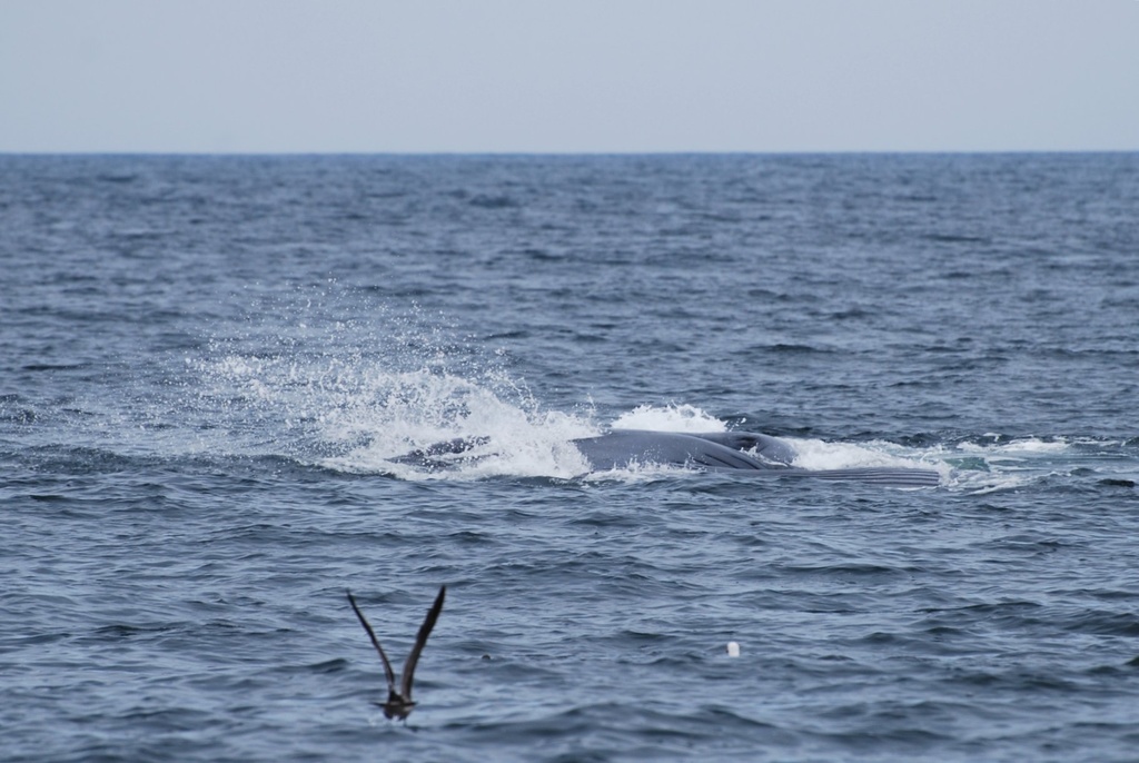 Blue Whale in July 2011 by Sarah Newton-Scott. On a whale watching trip ...