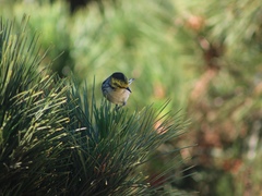 Setophaga townsendi × occidentalis