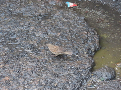 Passer domesticus