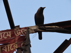 Corvus splendens