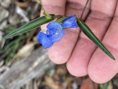 Commelina lanceolata