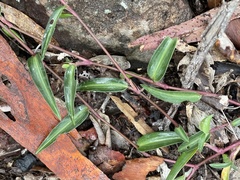 Commelina lanceolata