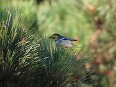 Setophaga townsendi × occidentalis