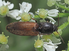 Agriotes ustulatus