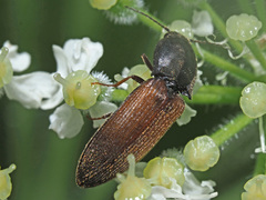 Agriotes ustulatus
