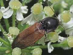 Agriotes ustulatus