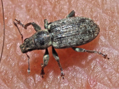 Sitona cylindricollis