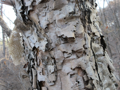 Betula dauurica