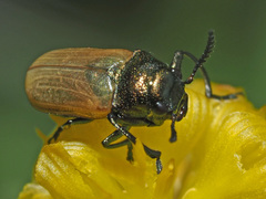 Labidostomis longimana
