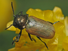 Labidostomis longimana