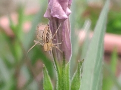 Oxyopes