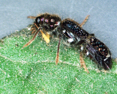 Scrobiger splendidus