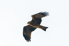 Milvus migrans migrans