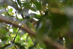 Turdus obscurus