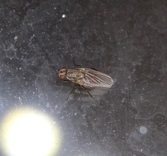 Diptera