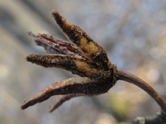 Rhododendron mucronulatum