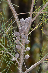 Allocasuarina diminuta diminuta