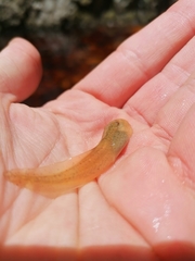 Heleophryne purcelli