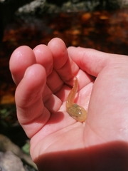 Heleophryne purcelli