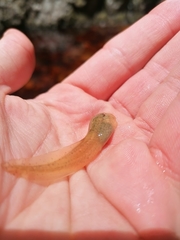 Heleophryne purcelli