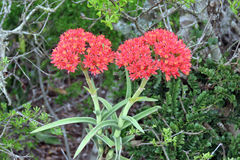 Crassula perfoliata coccinea