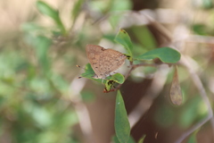 Paralucia pyrodiscus lucida
