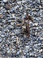 Neocicindela tuberculata