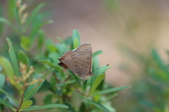 Paralucia pyrodiscus lucida