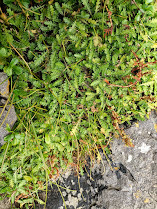 Leptinella squalida