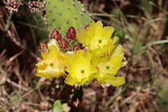 Opuntia puberula