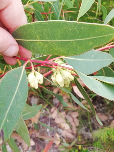 Eucalyptus goniantha