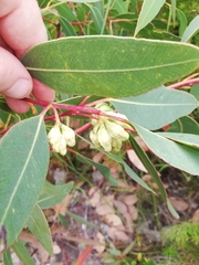 Eucalyptus goniantha goniantha