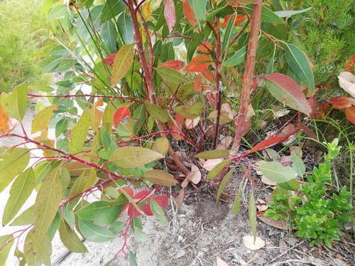 Eucalyptus goniantha 2