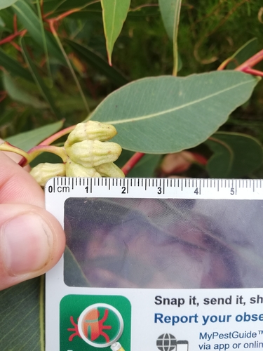 Eucalyptus goniantha 3