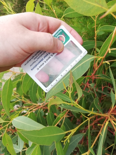 Eucalyptus goniantha 4