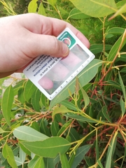 Eucalyptus goniantha goniantha