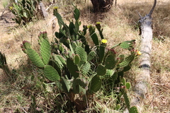 Opuntia puberula