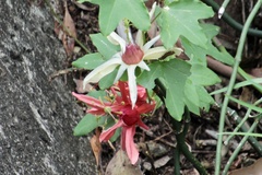 Passiflora aurantia aurantia