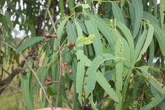 Eucalyptus exserta