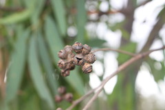 Eucalyptus exserta