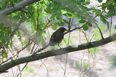Turdus obscurus