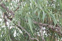 Eucalyptus exserta