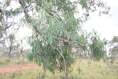 Eucalyptus exserta