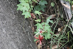Passiflora aurantia aurantia