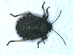 Platycoris rotundatus