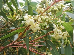 Eucalyptus goniantha goniantha
